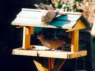 Collared Doves Collared Doves.