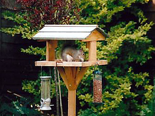 Cheeky squirrel.