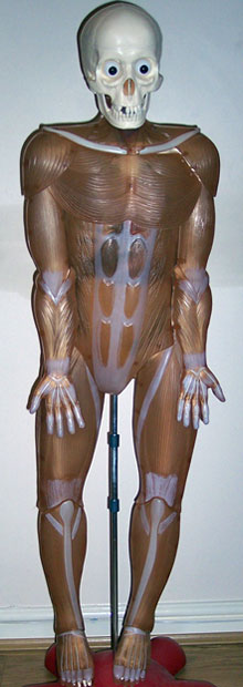 Muscle man.