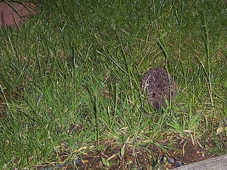 baby Hedgehog.