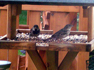 Sparrows Sparrows feeding.