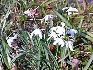 snowdrops.