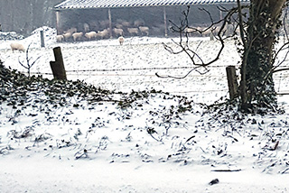 Hiding from the snow. Hiding from the snow.