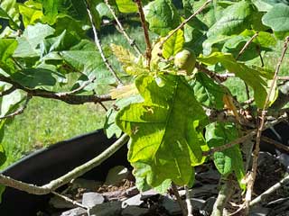 From little acorns. From little acorns.