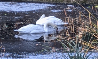 Swans in icy pond.