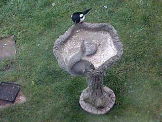 Squirrel on bird table Squirrel on bird table.