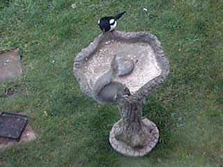 Squirrel on bird table.