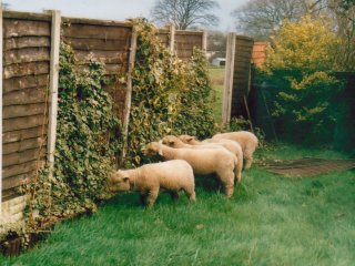 Sheep in garden.