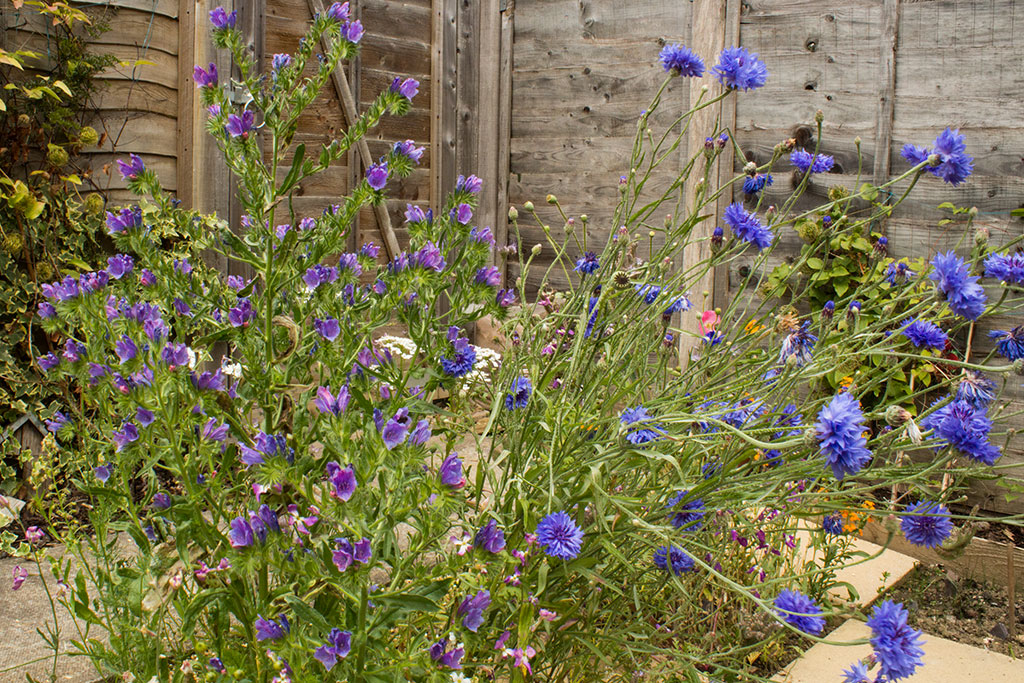 The Wild Flower Garden is blooming.