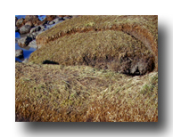 Coastal erosion in Morecambe Bay.
